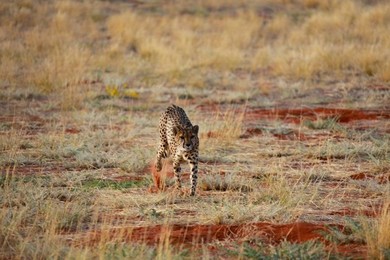 Image 278909472