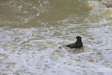Image 278912316