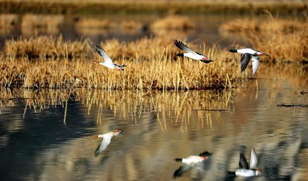 Image 278943311