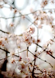 Image 278996852