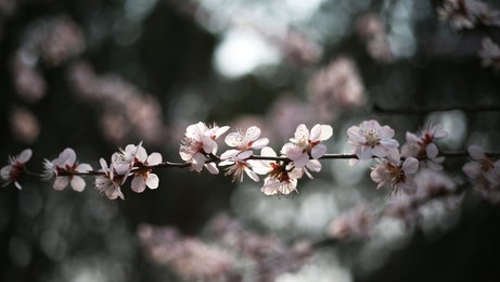 Image 278996854