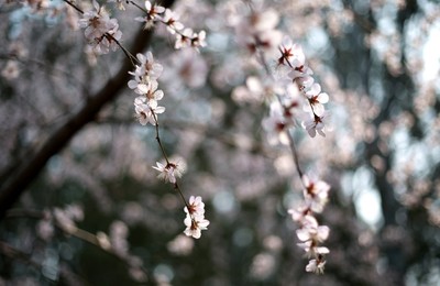 Image 278996857