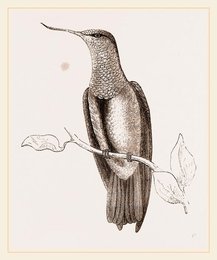 Image 279307006