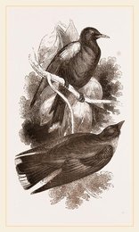 Image 279307012