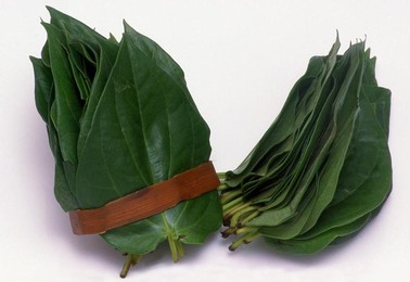 Thailand: Betel leaves used for making a betel quid or paan