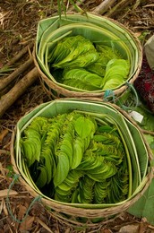 Burma / Myanmar: Betel leaves ready for the market in a betel leaf plantation near Inle Lake, Shan State