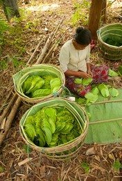 Burma / Myanmar: A betel leaf merchant collecting leaves for the market from betel leaf plantation near Inle Lake, Shan State