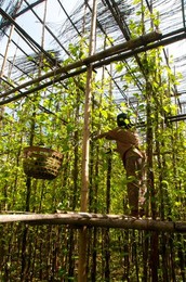 Burma / Myanmar: Cultivating betel leaf vines in a plantation near Inle Lake, Shan State