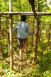 Burma / Myanmar: Cultivating betel leaf vines in a plantation near Inle Lake, Shan State