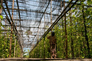 Burma / Myanmar: Cultivating betel leaf vines in a plantation near Inle Lake, Shan State