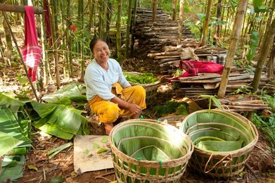Burma / Myanmar: A betel leaf merchant collecting leaves for the market from betel leaf plantation near Inle Lake, Shan State