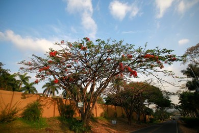 Image 280055502