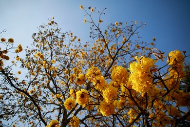 Image 280055505