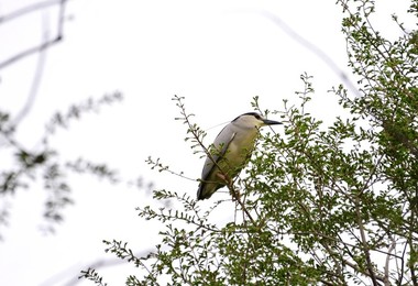 Image 280625187