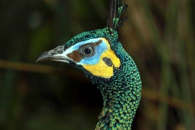 Image 281181614