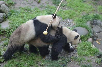 Image 281587919