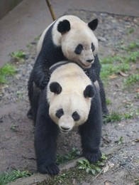 Image 281588101