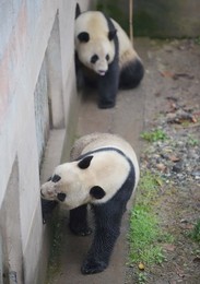 Image 281588104
