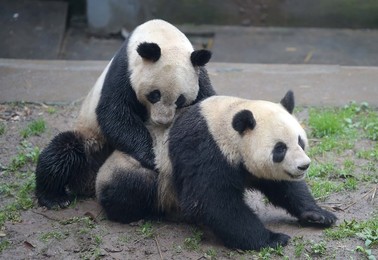 Image 281588109