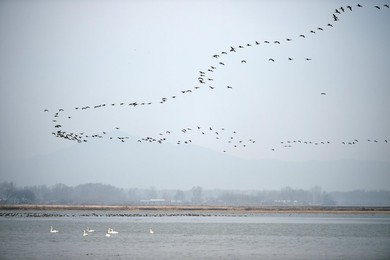 Image 281796686