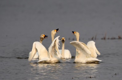 Image 281796696