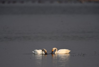 Image 281796699