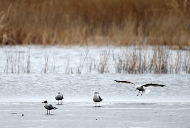 Image 281936047