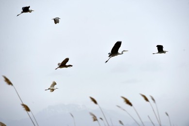 Image 282687543