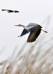 Image 282687688