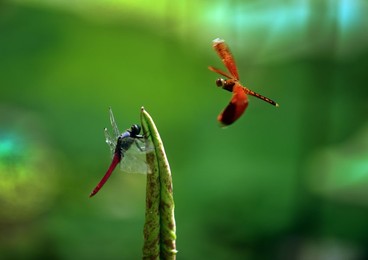 Image 284551048