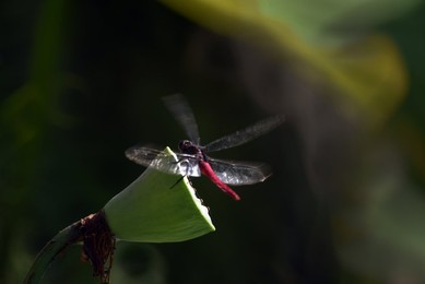 Image 284551053