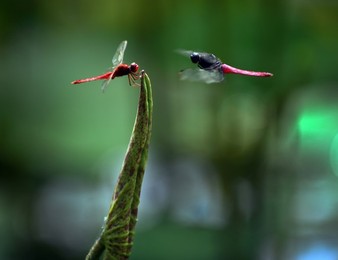 Image 284551058