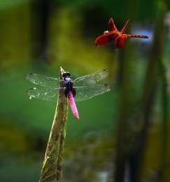 Image 284551071