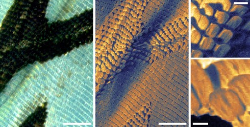 Image 285056631