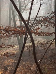 Image 286750789