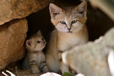Image 288280637