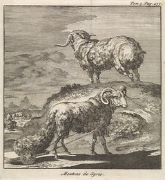Image 289114685