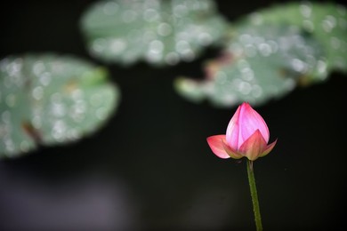 Image 291928857
