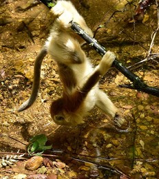 Image 292024500