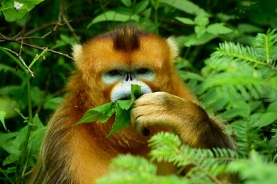 Image 292024511