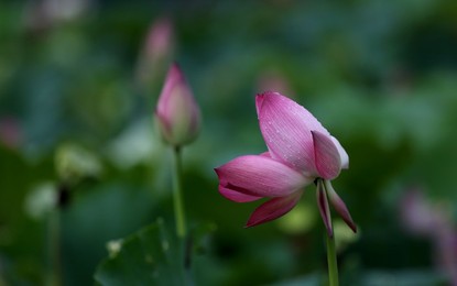 Image 293274269