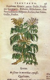 ASH - FRAXINUS