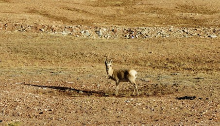 Image 293561852