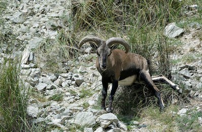 Image 294098074