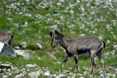 Image 294098081