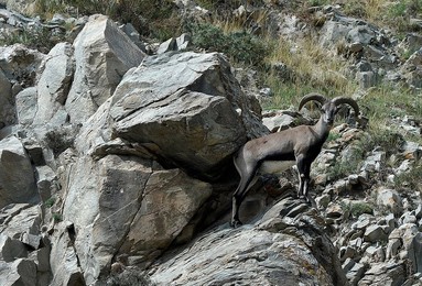 Image 294100709