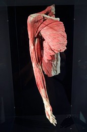 Image 294709002