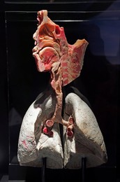 Image 294709030