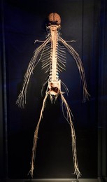 Image 294709038