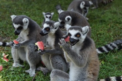 Image 295215691